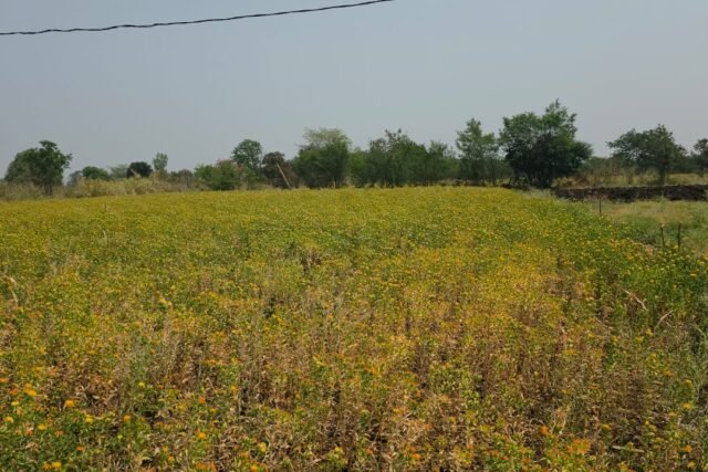 25 Guntas Agricultural land for sale Near Chittigadda Railway Staion-Nawapet(Vikarabad)